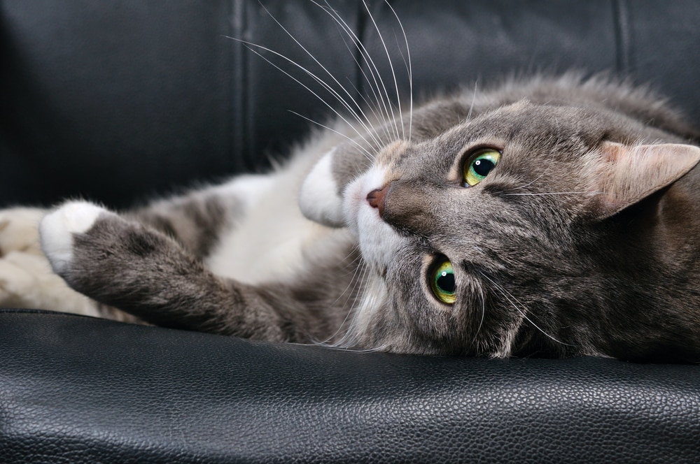Side Effects of Medications for Anxiety in Cats