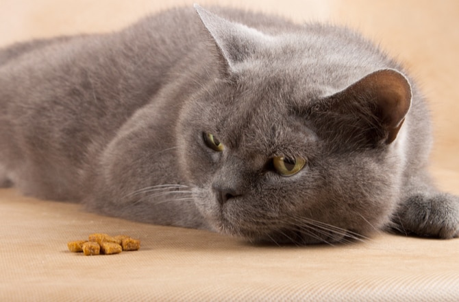 Why Your Cat Can’t Go Without Food