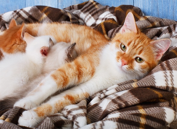 Cat Pregnancy and Kittens: The Complete Guide