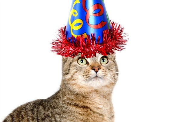 How to Throw a Cat Birthday Party
