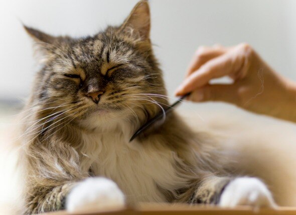 How to Brush a Cat