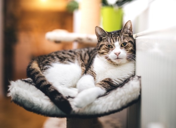 Hyperthyroidism in Cats: Symptoms and Treatment