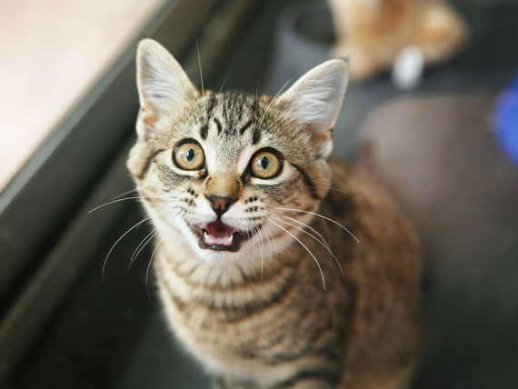 10 Signs Your Cat Might Be Stressed | PetMD