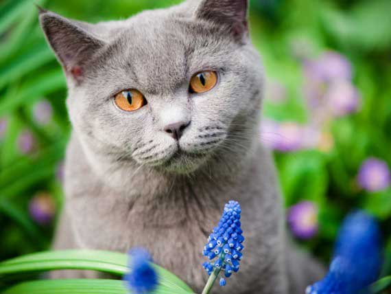 Keeping Your Pet Safe from the Poisonous Plants of Spring