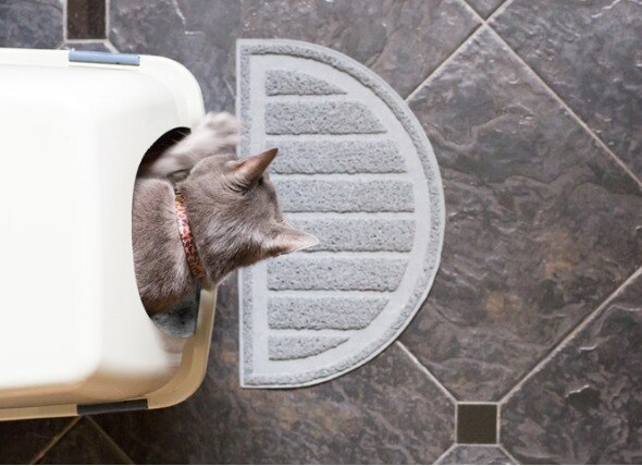 What is the Best Cat Litter? Non-Clumping vs. Clumping Litter