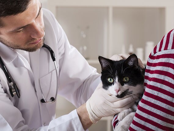 The Importance of Veterinary Second Opinions