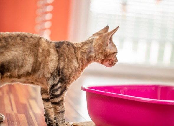 Keeping Odor Away With a Clean Litter Box