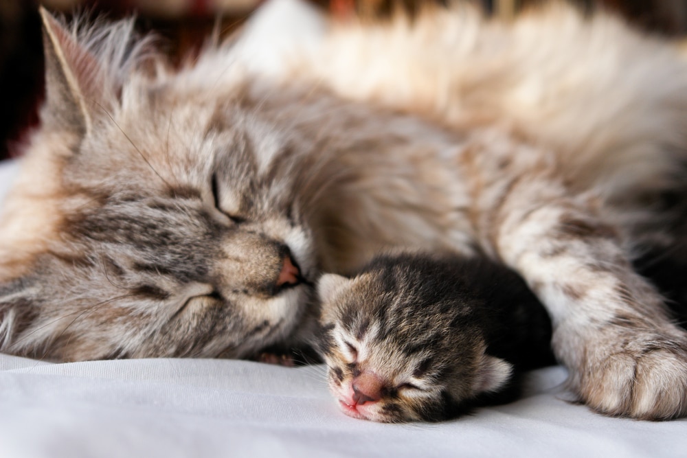 Birth Difficulties in Cats
