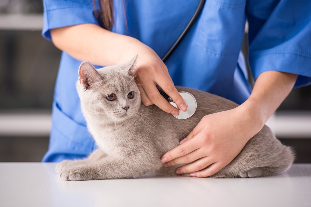 Anemia Due to Red Blood Cell Damage in Cats