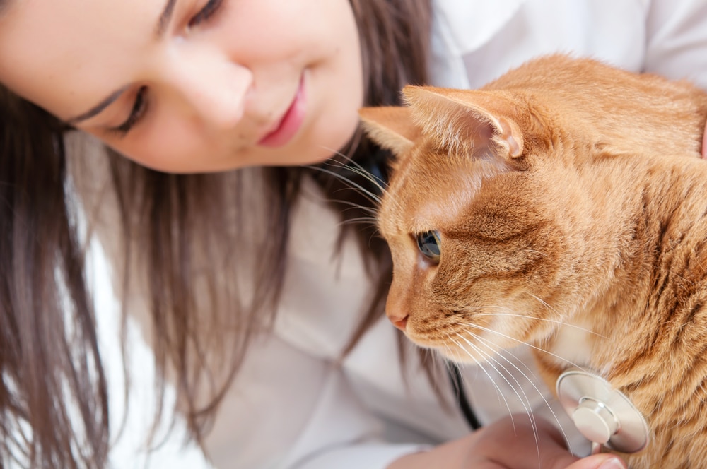 Allergic Shock in Cats