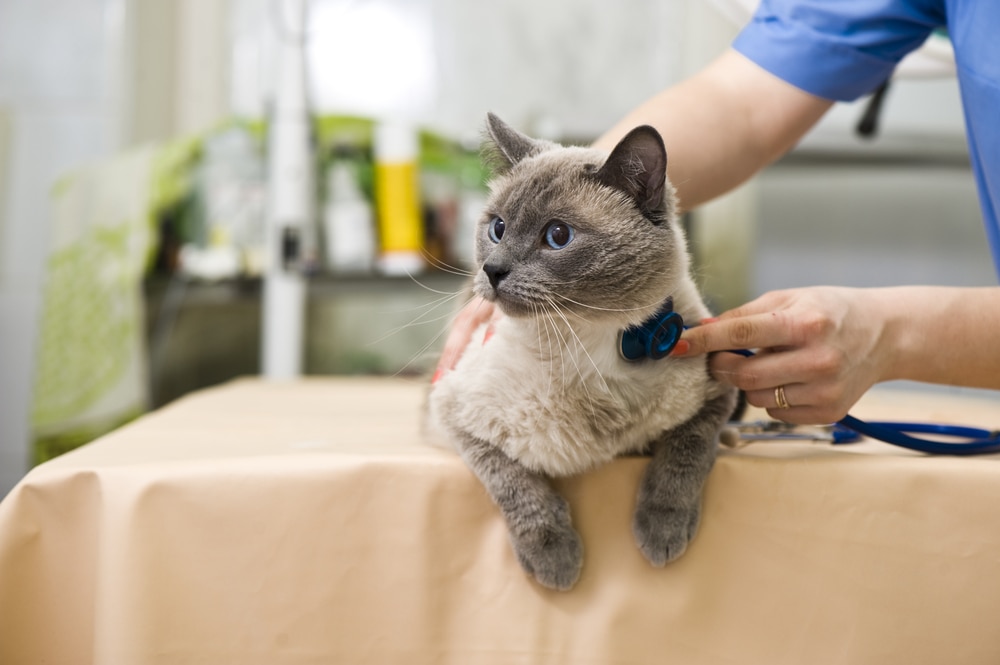 Pyruvate Kinase Deficiency in Cats