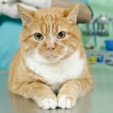 Could Your Cat Get Cancer?