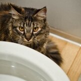 Toilet Training Cats … Really?