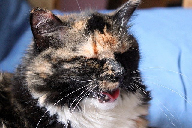 Cat Panting or Breathing Heavily (Dyspnea)