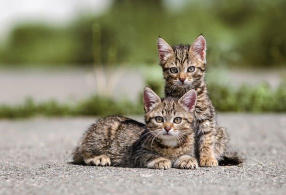 Helping Homeless Cats in the Summer PetMD