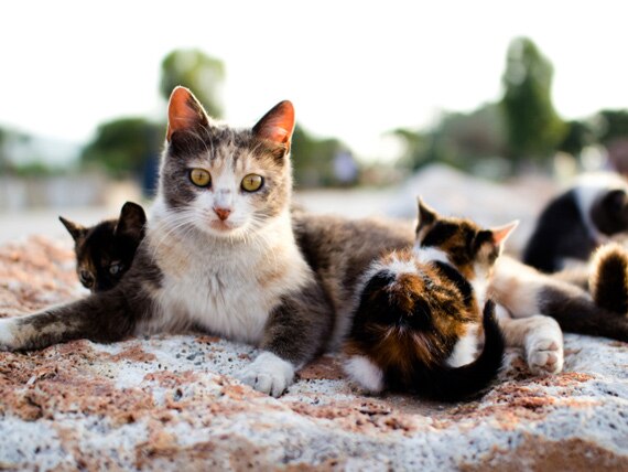 Fur Flies As U.S. Gets to Grips With Feral Cats