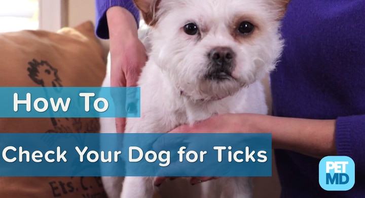 How to Check Your Dog for Ticks