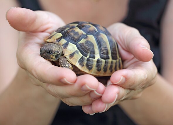 Turtle Care 101: How to Take Care of Pet Turtles