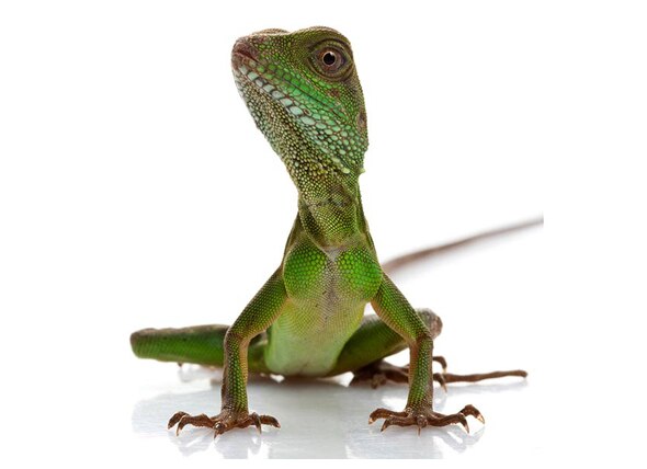 Chinese Water Dragon - Physignathus Cocincinus | PetMD