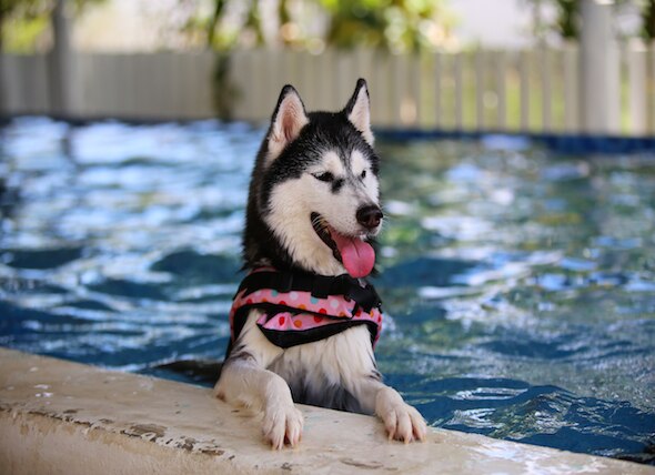 Chlorine in Pools: Is it Safe for Pets?