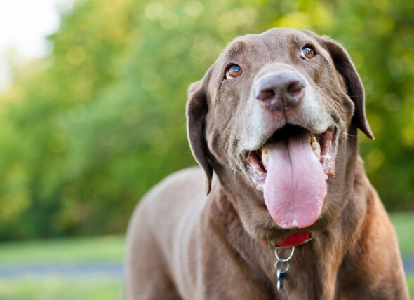 Dog Mouth Cancer: Symptoms, Treatment and Life Expectancy