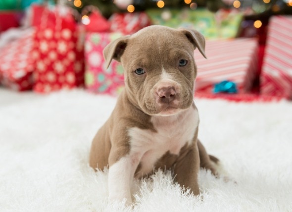 7 Safety Tips for Your Puppy’s First Christmas