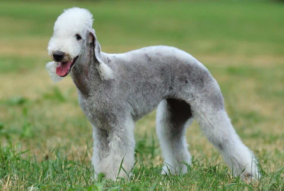 Clean Dog Breeds PetMD