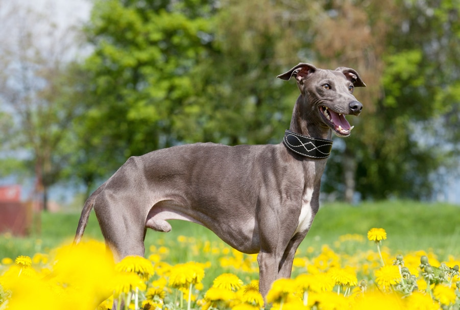 do greyhounds clean themselves