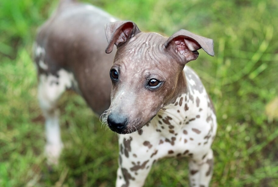 Clean Dog Breeds PetMD