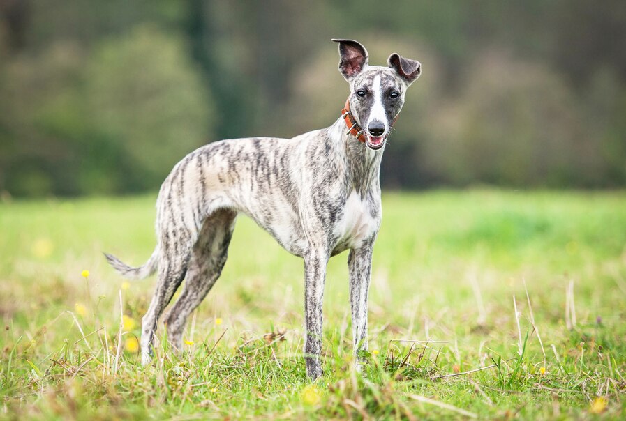 Clean Dog Breeds PetMD