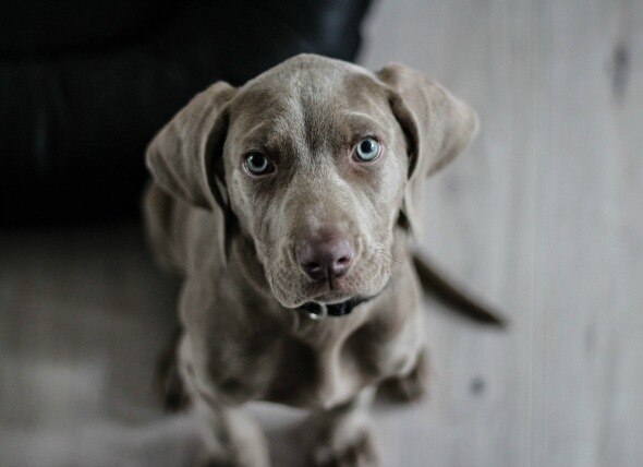 How to Clean Dried Poop Off Your Dog | PetMD