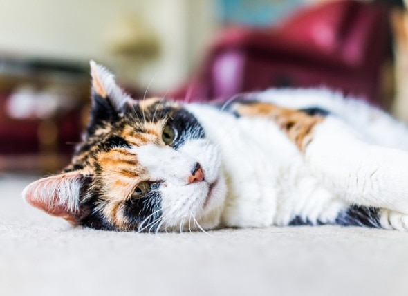 How to Create an Accessible, Safe Home for Senior Cats