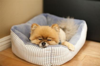 Decoding Canine Sleep Habits: Why Dogs Sleep with Their Bums Facing You
