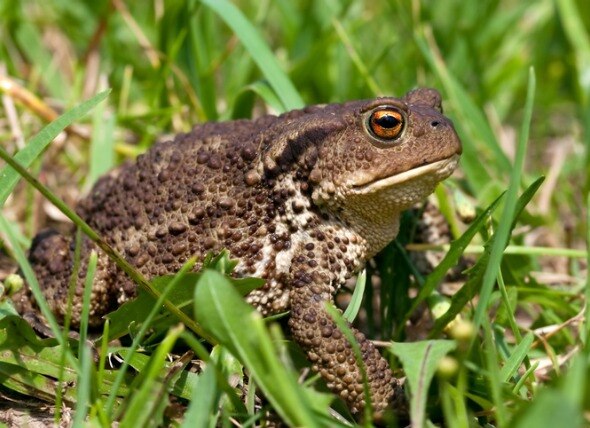 Frogs and Toads Are Falling on Heads Amidst a Population Boom in North Carolina
