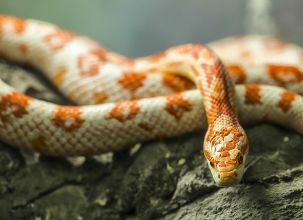 What Do Corn Snakes Eat & How to Care for Them