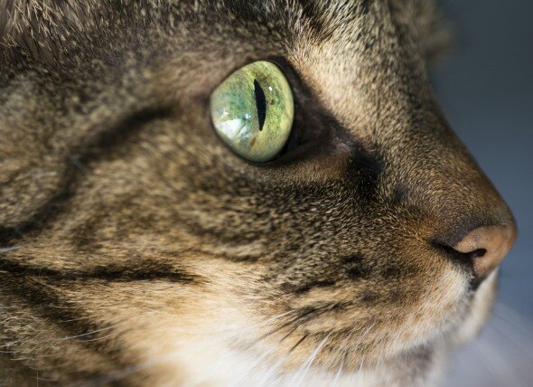 Corneal Inflammation (Eosinophilic Keratitis) in Cats