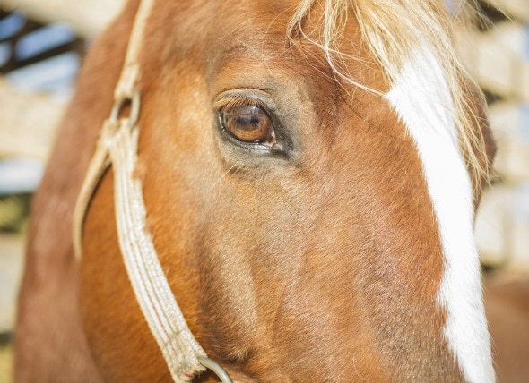 Corneal Ulcers in Horses