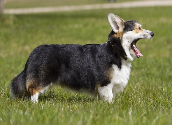 Why is My Dog Coughing? Common Causes and Treatment Options