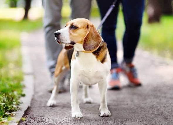 Dog Walking Tips: What Not to Do When Walking Your Dog