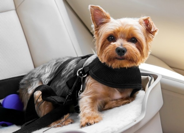 Dog Car Safety: Do You Need a Dog Car Seat, Dog Seat Belt, Barrier or a Carrier?