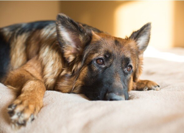 Kidney Failure in Dogs