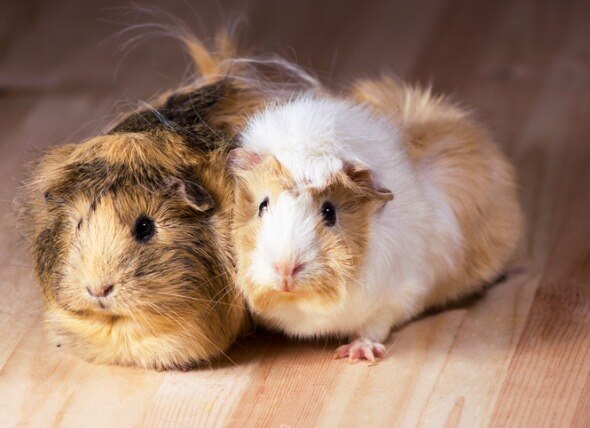 Is Your Guinea Pig’s Diet Providing the Right Nutrients?