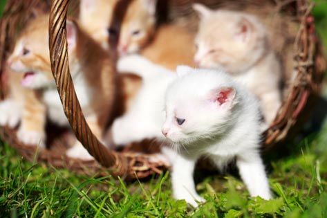6 Kitten Health Issues to Watch For