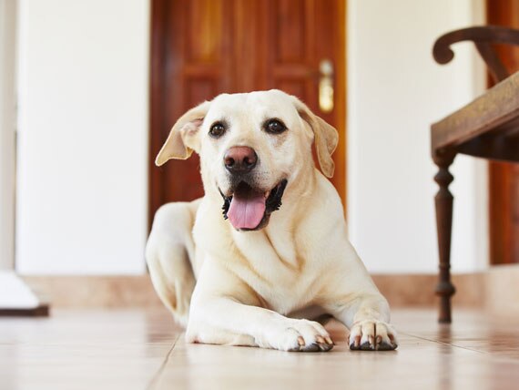 How to Best Treat Arthritis in Dogs