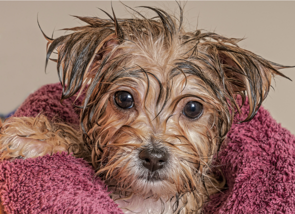 5 Tips for How to Get Rid of Cat Dandruff and Dog Dandruff