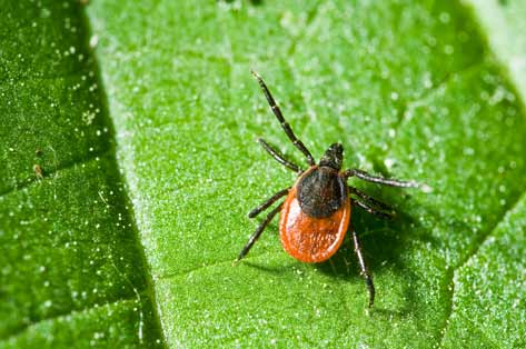 Common Tick Species that Affect Dogs and Cats