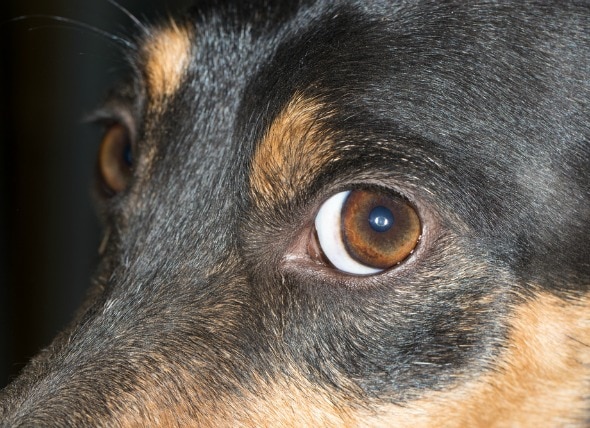 Degeneration of the Cornea in Dogs