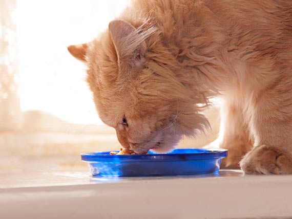Most Cat Illnesses Can Be Treated with Small Change in Diet