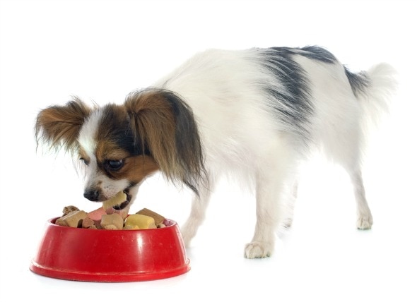 Dietary Reactions in Dogs