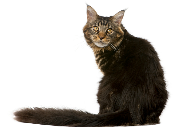 Difficult Defecation and Blood in Stool in Cats